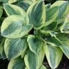 Hosta 'Wide Brim' - �rny�kliliom