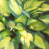 Hosta 'Paul's Glory' - rnykliliom