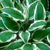 Hosta sieboldii 'Gingko Craig' - �rny�kliliom