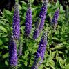 Veronica spicata 'Royal Candles' - Macskafark veronica