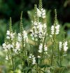 Physostegia virginiana 'Alba' - Mriavirg