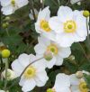 Anemone x hybrida 'Honorine Jobert' - Kerti szellrzsa