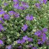 Aubrieta tauricola 'Silberrand' - P�zsitviola