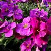 Aubrieta x hybrida 'Florado Rose-Red' - Pzsitviola