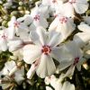 Phlox subulata 'Amazing Grace' - rlevel lngvirg