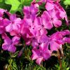 Phlox subulata 'McDaniel's Cushion' - rlevel lngvirg