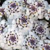Iberis gibraltarica "Rosea" - R�zsasz�n tat�rvir�g d14 cser�p