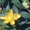 Hypericum calycinum 'Rose of Sharon' - B�rlevel� orb�ncf�