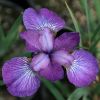 Iris sibirica 'Caesar's Brother' - Szibriai nszirom