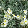 Helianthemum 'The Bride' - Napvirg