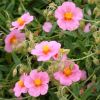 Helianthemum 'Lawrenson's Pink' - Napvirg