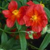 Helianthemum 'Fire Dragon' - Napvirg