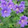 Geranium x magnificum 'Rosemoor' - Illatos glyaorr