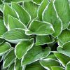 Hosta 'Francee' - Tobozvirg rnykliliom