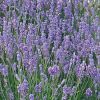 Lavandula angustifolia 'Ardeche Blue' - Orvosi levendula