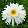 Leucanthemum 'Wirral Supreme' - Margitvirg