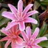 Lewisia cotyledon 'Regenbogen' - Vltozkony dohnygykr