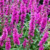 Lythrum salicaria 'Robin' - Rti fzny