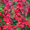 Lobelia speciosa 'Starship Scarlet' - Kardinlisvirg