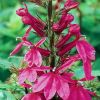 Lobelia speciosa 'Starship Deep Rose' - Kardinlisvirg