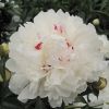 Paeonia lactiflora 'Duchesse de Nemours' - Késői bazasarózsa