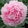 Paeonia lactiflora 'Sarah Bernhardt' - ksi bazasarzsa