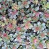 Sedum floriferum - Dsvirg varjhj