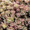 Sedum cyaneum 'Sachalin' - Rzsskk varjhj