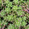 Sedum brevifolium - Ngysoros varjhj