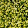 Sedum acre 'Aureum' - Borsos varjhj