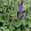 Salvia nemorosa 'Mainacht' - Ligeti zs�lya