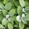 Salvia officinalis 'Berggarten' - Orvosi zs�lya