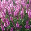 Salvia nemorosa 'Sensation Compact Bright Rose' - Ligeti zslya