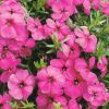 Phlox douglasii 'Red Admiral' - Duglsz-lngvirg