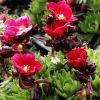 Saxifraga x arendsii 'Luschtinetz' (Harder Zwerg) - Arends-ktrf