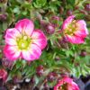 Saxifraga x arendsii 'Alpino Early Picotee' - Arends-ktrf