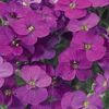 Aubrieta x hybrida 'Florado Purple' - Pázsitviola