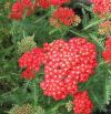 Achillea millefolium 'Red Velvet' - Kznsges cickafark