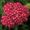 Achillea millefolium 'Desert Eve Deep Rose' - K�z�ns�ges cickafark