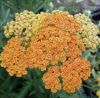 Achillea millefolium 'Desert Eve Terracotta' - Kznsges cickafark