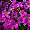 Aubrieta x hybrida 'Audrey F1 Red-Purple Mix'' - P�zsitviola