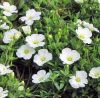 Arenaria montana 'Summer White' - Hegyi homokhr