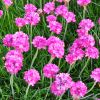 Armeria maritima 'Armada Pink' - Tengerparti pzsitszegf