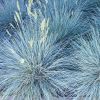 Festuca glauca 'Elijah Blue' - Deres csenkesz