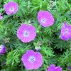 Geranium sanguineum 'Vision Violet' - Piros glyaorr