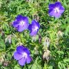 Geranium 'Johnson s Blue' - Glyaorr