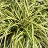 Carex oshimensis 'Evergold' - Ss