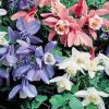 Aquilegia flabellata 'Cameo Mix' - Japn haranglb