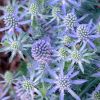 Eryngium alpinum 'Blue Hobbit' - Havasi irng