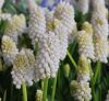 Muscari aucheri 'White Magic' - Vil�gosk�k gy�ngyike